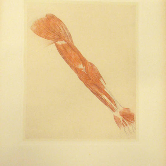 Disegni anatomici di Antonio Canova.