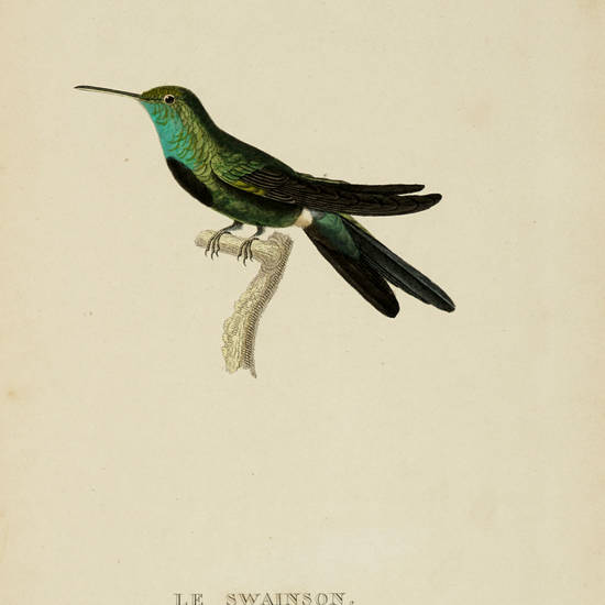 Histoire naturelle des oiseaux-mouches, ouvrage orné de planches dessinées et gravées par les meilleurs artistes et dédié a S.A.R. Mademoiselle.