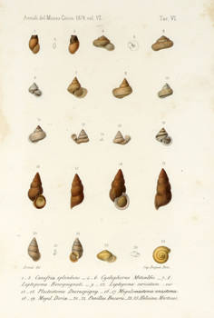 Molluschi Borneensi. Illustrazione delle specie terrestri e d'acqua dolce raccolte nell'Isola di Borneo dai signori G. Doria e O. Beccari.