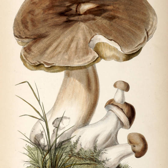 A Treatise on the Esculent Funguses of England...