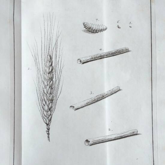 Delle malattie del Grano in erba. Trattato Storico-Fisico...Con Note perpetue ad esso Trattato, e con altre Osservazioni di Storia naturale del medesimo autore. Delle malattie del Grano in erba. Trattato Storico-Fisico...Con Note perpetue ad esso Trattato, e con altre Osservazioni di Storia naturale del medesimo autore.