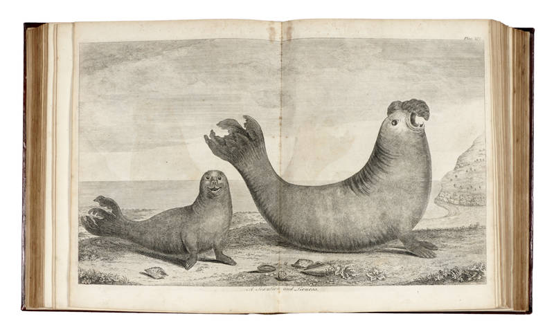 A Voyage round the World, in the Years MDCCXL, I, II, III, IV...Compiled from his Papers and Materials, by Richard Walter...Illustrated with Forty-Two copper-plates. The Fifth Edition. A Voyage round the World, in the Years MDCCXL, I, II, III, IV...Compiled from his Papers and Materials, by Richard Walter...Illustrated with Forty-Two copper-plates. The Fifth Edition.