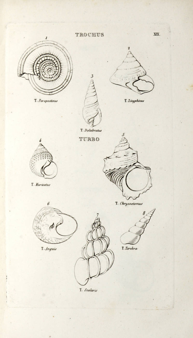 Elementi di Conchiologia Linneana illustrati da XXVIII tavole in rame....Opera volgarizzata sulla Seconda Edizione Inglese da Francesco Baldassini..