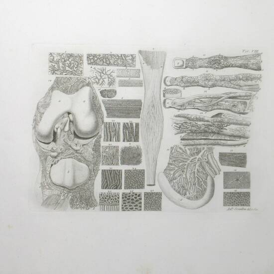 Prodromo della grande anatomia. Seconda opera postuma di...posta in ordine e pubblicata a spese di una Società innominata da Francesco Antommarchi...