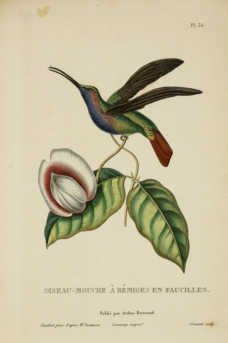 Histoire naturelle des oiseaux-mouches, ouvrage orné de planches dessinées et gravées par les meilleurs artistes et dédié a S.A.R. Mademoiselle.