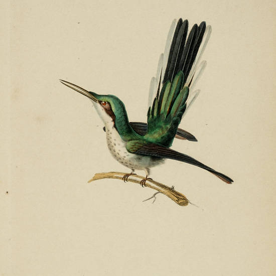 Histoire naturelle des oiseaux-mouches, ouvrage orné de planches dessinées et gravées par les meilleurs artistes et dédié a S.A.R. Mademoiselle.