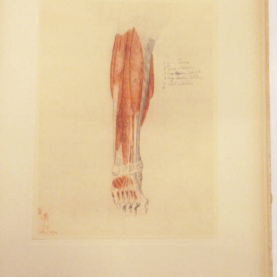 Disegni anatomici di Antonio Canova.