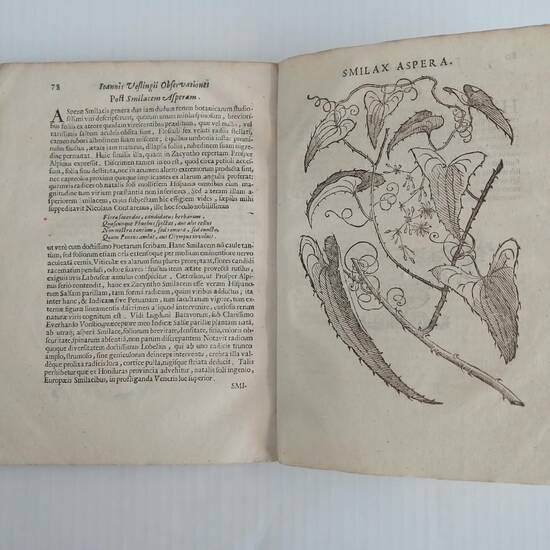 De Plantis Aegyptiis observationes et notae ad Prosperum Alpinum cum additamento aliarum eiusdem regionis. ( Johan Vesling). De Plantis Aegyptiis observationes et notae ad Prosperum Alpinum cum additamento aliarum eiusdem regionis. ( Johan Vesling).