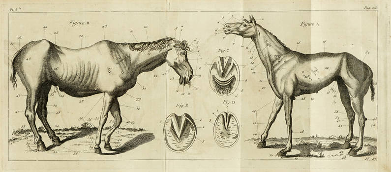 Guide du Maréchal. Ouvrage contenant une connoissance exacte du Cheval, & la maniere de distinguer & de guérir ses Maladies. Ensemble un Traité de la Ferrure.