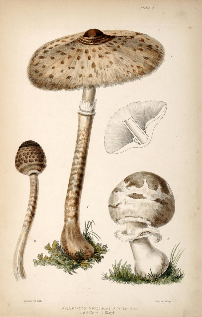 A Treatise on the Esculent Funguses of England...