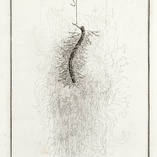 Mémoires, pour servir à l'Histoire d'un genre de Polypes d'eau douce, à bras en forme de cornes.