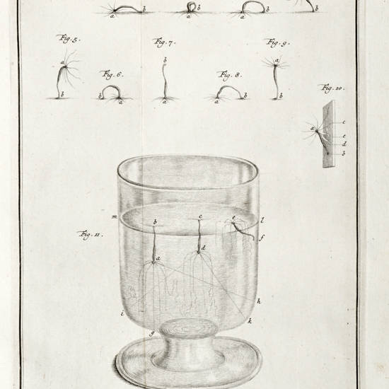 Mémoires, pour servir à l'Histoire d'un genre de Polypes d'eau douce, à bras en forme de cornes. Mémoires, pour servir à l'Histoire d'un genre de Polypes d'eau douce, à bras en forme de cornes.