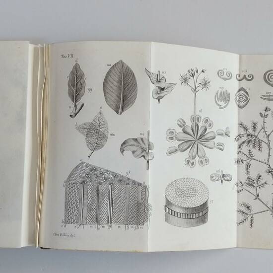 Elementi di Botanica compilati da Ciro Pollini....Professore d'Agraria e Botanica..Liceo Convitto di Verona... con molte tavole in rame disegnate dall'autore. Vol. I-II. Elementi di Botanica compilati da Ciro Pollini....Professore d'Agraria e Botanica..Liceo Convitto di Verona... con molte tavole in rame disegnate dall'autore. Vol. I-II.