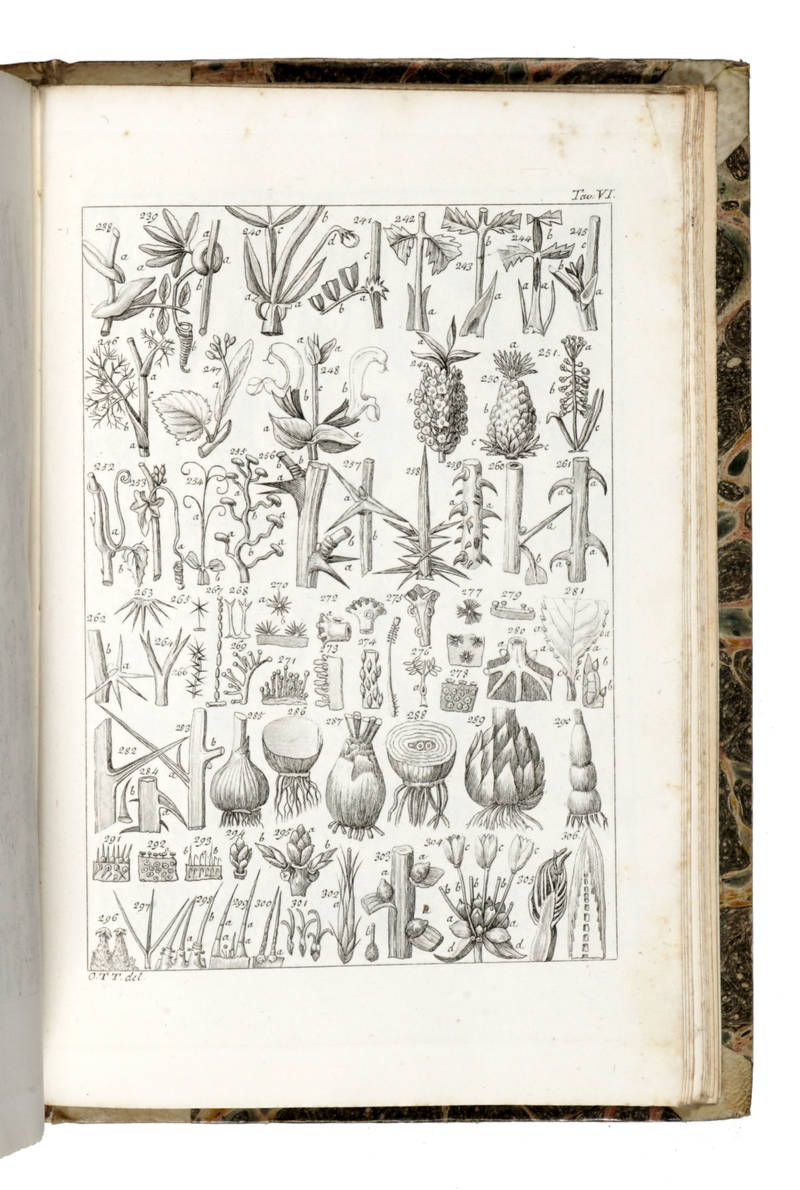 Istituzioni botaniche [...]. Tomo I (-III).