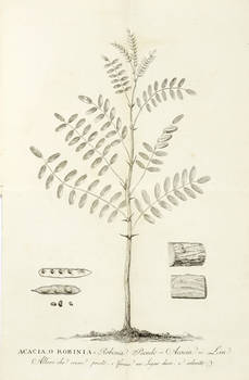 Sulla coltura e usi dell'Acacia, o Robinia 'Robinia Pseudo-Acacia': Lin. Albero che cresce presto e forma un legno duro e colorito: Lezione recitata il 7 Agosto in quest'anno 1800.