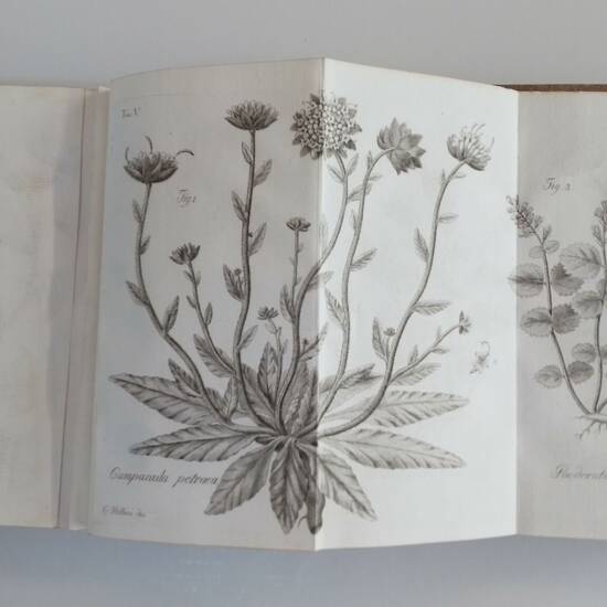 Elementi di Botanica compilati da Ciro Pollini....Professore d'Agraria e Botanica..Liceo Convitto di Verona... con molte tavole in rame disegnate dall'autore. Vol. I-II. Elementi di Botanica compilati da Ciro Pollini....Professore d'Agraria e Botanica..Liceo Convitto di Verona... con molte tavole in rame disegnate dall'autore. Vol. I-II.