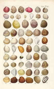 An illustrated and descriptive catalogue of recent bivalve shells…forming an appendix to the Index testaceologicus.