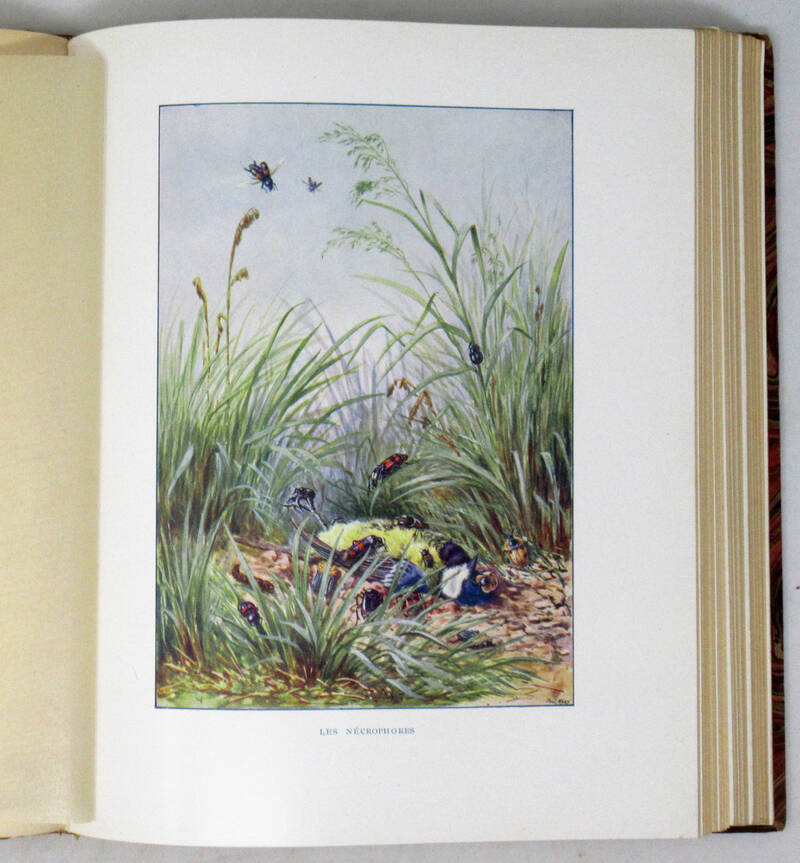 Le monde merveilleux des insectes. 45 dessins, 8 planches similigravure, ( planches trichromes D'après les originaux et aquarelles de Paul Méry. Le monde merveilleux des insectes. 45 dessins, 8 planches similigravure, ( planches trichromes D'après les originaux et aquarelles de Paul Méry.