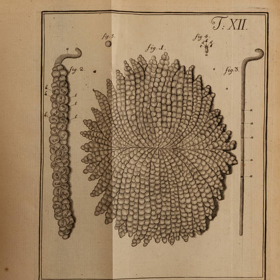 De quibusdam Animalibus Marinis...