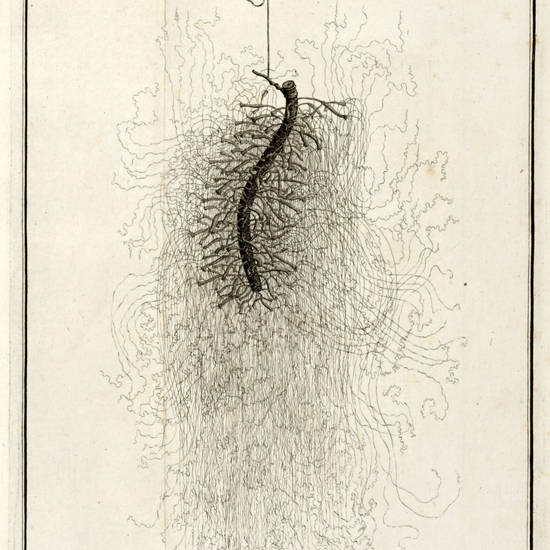 Mémoires, pour servir à l'Histoire d'un genre de Polypes d'eau douce, à bras en forme de cornes. Mémoires, pour servir à l'Histoire d'un genre de Polypes d'eau douce, à bras en forme de cornes.