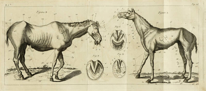 Guide du Maréchal. Ouvrage contenant une connoissance exacte du Cheval, & la maniere de distinguer & de guérir ses Maladies. Ensemble un Traité de la Ferrure.